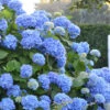 Endless Summer Hydrangea Original - 3 Gallon Pot -Wilson Bros Garden Hydrangea Endless Summer 500x750 2