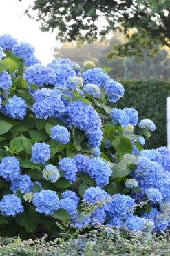 Endless Summer Hydrangea Original - 3 Gallon Pot