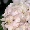 Blushing Bride Endless Summer Hydrangea - 1 Gallon Pot -Wilson Bros Garden Hydrangea Endless Summer Blushing Bride 500x750 1