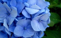 Endless Summer Hydrangea Original - 1 Gallon Pot -Wilson Bros Garden Hydrangea Endless Summer Closeup 2