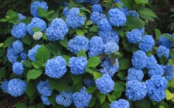 Endless Summer Hydrangea Original - 3 Gallon Pot -Wilson Bros Garden Hydrangea Endless Summer Closeup 3 1