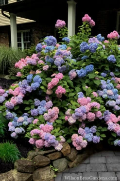 L.A. Dreamin Hydrangea - 3 Gallon Pot -Wilson Bros Garden Hydrangea LA Dreamin 5