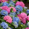 L.A. Dreamin Hydrangea - 3 Gallon Pot 2 L.A. Dreamin Hydrangea - 3 Gallon Pot -Wilson Bros Garden Hydrangea LA Dreamin 500x750 1