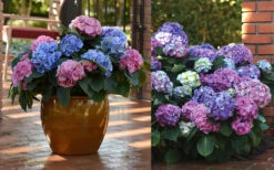 L.A. Dreamin Hydrangea - 3 Gallon Pot -Wilson Bros Garden Hydrangea LA Dreamin Blooms 2