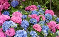 L.A. Dreamin Hydrangea - 3 Gallon Pot -Wilson Bros Garden Hydrangea LA Dreamin Blooms