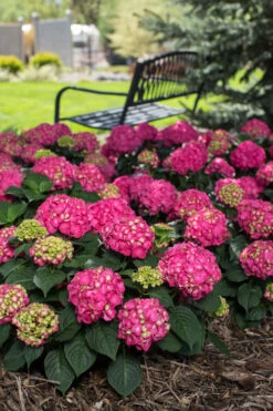 Summer Crush Endless Summer Hydrangea - 2 Gallon Pot -Wilson Bros Garden Hydrangea Summer Crush Endless Summer 3 2
