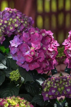 Summer Crush Endless Summer Hydrangea - 2 Gallon Pot -Wilson Bros Garden Hydrangea Summer Crush Endless Summer 4 2