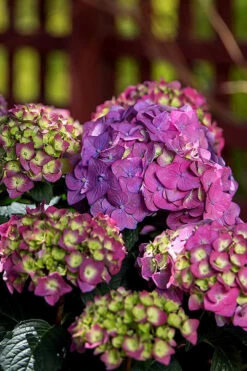 Summer Crush Endless Summer Hydrangea - 7 Gallon Pot -Wilson Bros Garden Hydrangea Summer Crush Endless Summer 5 4
