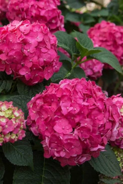 Summer Crush Endless Summer Hydrangea - 2 Gallon Pot -Wilson Bros Garden Hydrangea Summer Crush Endless Summer 6 2