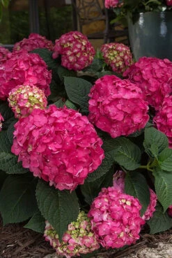 Summer Crush Endless Summer Hydrangea - 6 Gallon Pot 19 Summer Crush Endless Summer Hydrangea - 6 Gallon Pot -Wilson Bros Garden Hydrangea Summer Crush Endless Summer 7 1