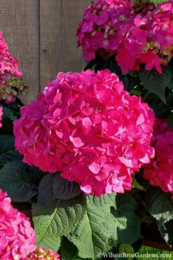 Summer Crush Endless Summer Hydrangea - 5 Gallon Pot