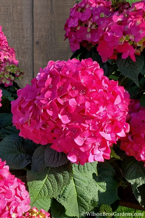Summer Crush Endless Summer Hydrangea - 7 Gallon Pot