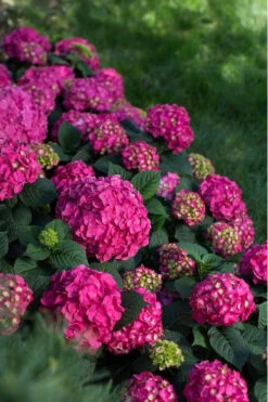 Summer Crush Endless Summer Hydrangea - 7 Gallon Pot -Wilson Bros Garden Hydrangea Summer Crush Endless Summer 9 4