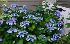 Twist-N-Shout Endless Summer Hydrangea - 1 Gallon Pot -Wilson Bros Garden Hydrangea Twist N Shout Blue Flowers 3