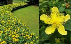 Creeping St Johns Wort (Hypericum Calycinum) - 5 Pack Of Quart Pots -Wilson Bros Garden Hypericum Calycinum 2 1