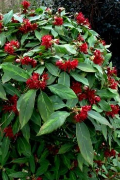 Miss Scarlett Florida Anise (Illicium) - 7 Gallon Pot -Wilson Bros Garden Illicium floridanum miss scarlet anise 102 1