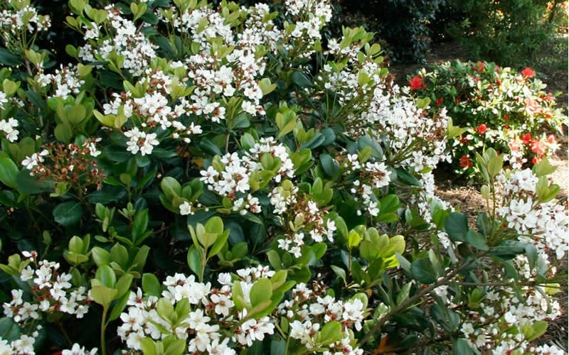 Spring Sonata Indian Hawthorne - 2 Gallon Pot 9 Spring Sonata Indian Hawthorne - 2 Gallon Pot - Image 7