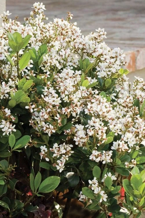 Spring Sonata Indian Hawthorne - 2 Gallon Pot 3 Spring Sonata Indian Hawthorne - 2 Gallon Pot