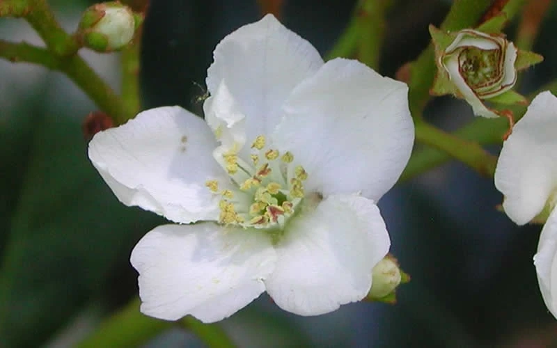 Spring Sonata Indian Hawthorne - 2 Gallon Pot 8 Spring Sonata Indian Hawthorne - 2 Gallon Pot - Image 6