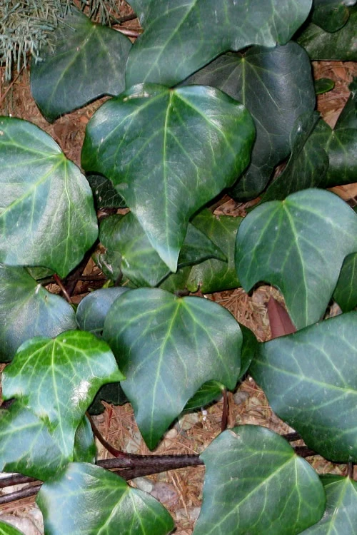 Algerian Ivy - Hedera Helix - 18 Count Flat Of Pint Pots 3 Algerian Ivy - Hedera Helix - 18 Count Flat Of Pint Pots