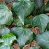 Algerian Ivy - Hedera Helix - 6 Pack Of Pint Pots -Wilson Bros Garden Ivy Algerian 500x750 2