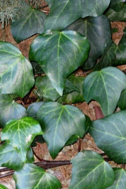 Algerian Ivy - Hedera Helix - 6 Pack Of Pint Pots