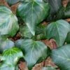 Algerian Ivy - Hedera Helix - 10 Count Flat Of Pint Pots -Wilson Bros Garden Ivy Algerian 500x750 4