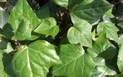 Algerian Ivy - Hedera Helix - 10 Count Flat Of Pint Pots -Wilson Bros Garden Ivy Algerian Closeup 3