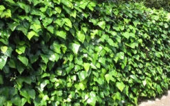 Algerian Ivy - Hedera Helix - 5 Pack Of Pint Pots -Wilson Bros Garden Ivy Algerian Landscape 2