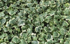 Anne Marie White Variegated Ivy (Hedera Helix) - 10 Count Flat Of Pint Pots -Wilson Bros Garden Ivy Anne Marie 1
