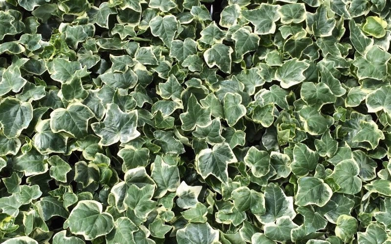 Anne Marie White Variegated Ivy (Hedera Helix) - 5 Pack Of Pint Pots 7 Anne Marie White Variegated Ivy (Hedera Helix) - 5 Pack Of Pint Pots - Image 5