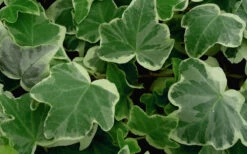 Anne Marie White Variegated Ivy (Hedera Helix) - 5 Pack Of Pint Pots 10 Anne Marie White Variegated Ivy (Hedera Helix) - 5 Pack Of Pint Pots -Wilson Bros Garden Ivy Anne Marie 50 2