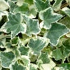 Anne Marie White Variegated Ivy (Hedera Helix) - 8 Pack Of 2.5" Pots -Wilson Bros Garden Ivy Anne Marie 500x750 1