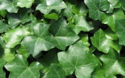 English Ivy - Hedera Helix - 18 Count Flat Of Pint Pots 10 English Ivy - Hedera Helix - 18 Count Flat Of Pint Pots -Wilson Bros Garden Ivy English 1 1