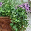 English Ivy (Hedera Helix) - 36 Pack Of 3.5" Pots -Wilson Bros Garden Ivy English 500x750 1