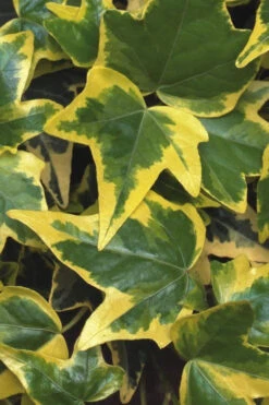 Gold Child Ivy (Hedera Helix) - 8 Pack Of 2.5" Pots -Wilson Bros Garden Ivy Gold Child 1 2