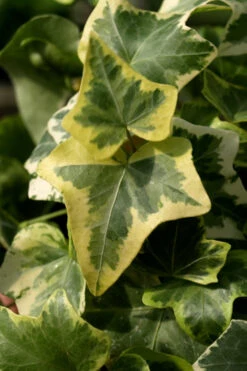Gold Child Ivy (Hedera Helix) - 5 Pack Of Pint Pots 12 Gold Child Ivy (Hedera Helix) - 5 Pack Of Pint Pots -Wilson Bros Garden Ivy Gold Child 3