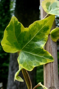Gold Child Ivy (Hedera Helix) - 6 Pack Of Pint Pots -Wilson Bros Garden Ivy Gold Child 4 3