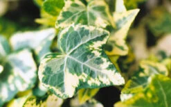 Golden Ingot Ivy - Hedera Helix - 3 Pack Of Pint Pots 10 Golden Ingot Ivy - Hedera Helix - 3 Pack Of Pint Pots -Wilson Bros Garden Ivy Golden Ingot Closeup