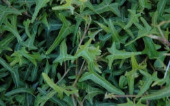 Needlepoint Ivy(Hedera Helix) - 10 Pack Of 4" Pots 10 Needlepoint Ivy(Hedera Helix) - 10 Pack Of 4" Pots -Wilson Bros Garden Ivy Needlepoint 50