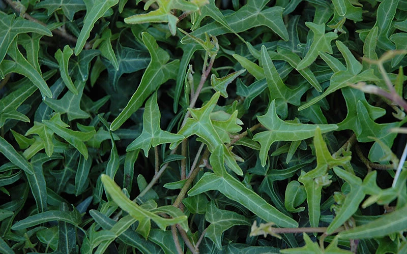 Needlepoint Ivy(Hedera Helix) - 10 Pack Of 4" Pots 6 Needlepoint Ivy(Hedera Helix) - 10 Pack Of 4" Pots - Image 4