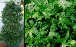 Needlepoint Ivy (Hedera Helix) - 18 Pack Of Pint Pots 11 Needlepoint Ivy (Hedera Helix) - 18 Pack Of Pint Pots -Wilson Bros Garden Ivy Needlepoint Combo 1