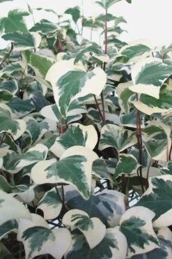 Variegated Algerian Ivy (Hedera Algeriensis 'Gloire De Marengo') - 18 Pack Of Pint Pots -Wilson Bros Garden Ivy Variegated Algerian 500x750 2