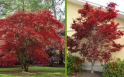 Emperor 1 Japanese Maple - 3 Gallon Pot -Wilson Bros Garden Japanese Maple 2 7