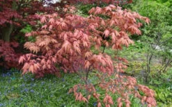 Amber Ghost Japanese Maple - 3 Gallon Pot -Wilson Bros Garden Japanese Maple Amber Ghost 6