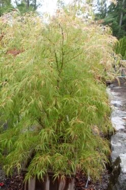 Aoyagi Gawa Strapleaf Japanese Maple - 1 Gallon Pot -Wilson Bros Garden Japanese Maple Aoyagi Gawa 1