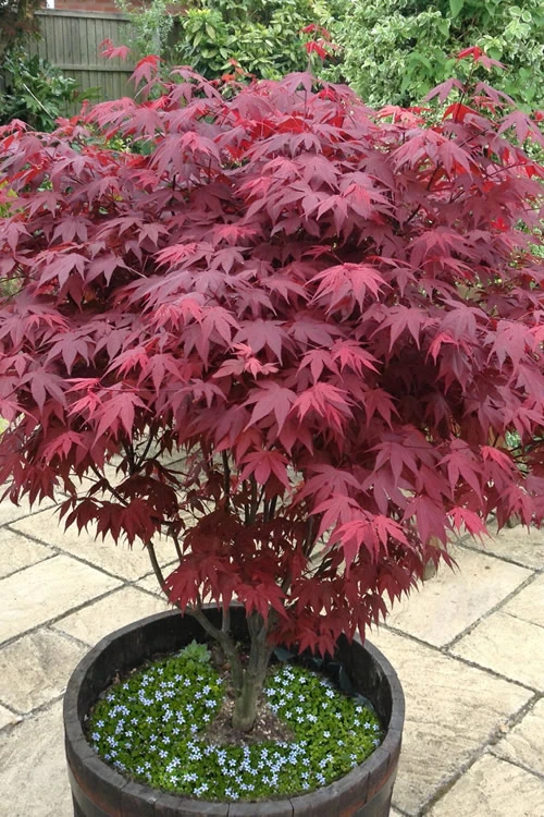 Red Japanese Maple - Acer Palmatum 'Atropurpureum' - 1 Gallon Pot 3 Red Japanese Maple - Acer Palmatum 'Atropurpureum' - 1 Gallon Pot