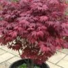 Red Japanese Maple - Acer Palmatum 'Atropurpureum' - 1 Gallon Pot 1 Red Japanese Maple - Acer Palmatum 'Atropurpureum' - 1 Gallon Pot -Wilson Bros Garden Japanese Maple Atropurpureum 1
