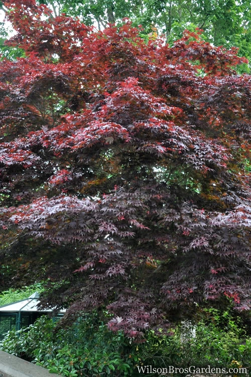 Red Japanese Maple - Acer Palmatum 'Atropurpureum' - 1 Gallon Pot 6 Red Japanese Maple - Acer Palmatum 'Atropurpureum' - 1 Gallon Pot - Image 4