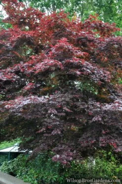 Red Japanese Maple - Acer Palmatum 'Atropurpureum' - 1 Gallon Pot -Wilson Bros Garden Japanese Maple Atropurpureum 2